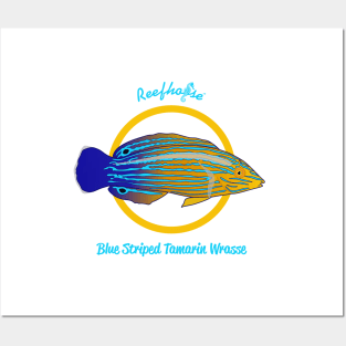 Blue Striped Tamarin Wrasse Posters and Art